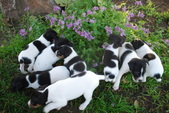Rock and Allie litter