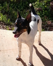 Cobalts Walking on Sunshine Ella