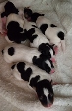 Rat Terrier Puppies in California
