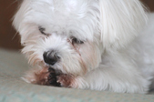 Enlarge photo 39