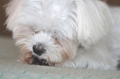 Enlarge photo 40