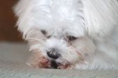 Enlarge photo 41