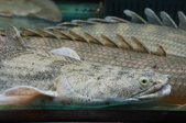 Enlarge photo 35