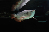 Enlarge photo 39