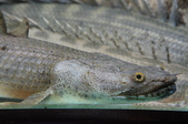 Enlarge photo 49
