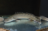 Enlarge photo 54
