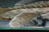 Enlarge photo 82