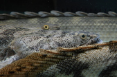 Enlarge photo 85