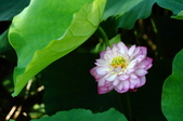 20150609海口荷花