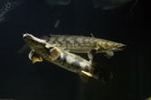 Bichirs