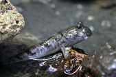 Blennies and Gobies