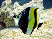 Zanclus Cornutus