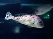 Plectorhinchus chaetodonoides