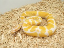 ALBINO