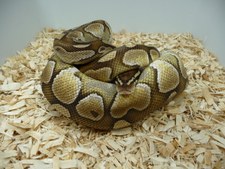BUTTER