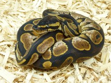 CALICO