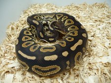 CINNAMON