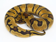 ENCHI
