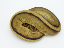 GENETIC STRIPE