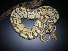 HYPO