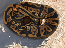 LEOPARD