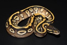 MOJAVE