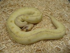 PASTEL CHAMPAGNE