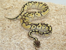 PASTEL LESSER PLATINUM