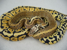 PASTEL SPOTNOSE