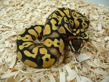 PASTEL YELLOW BELLY