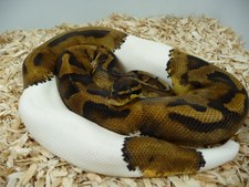 PIEBALD