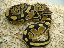 RUSSO HET LEUCISTIC