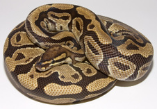 SPECTER