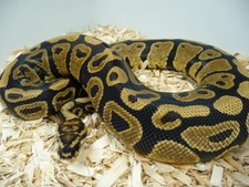 SPOTNOSE