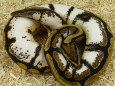 SPOTNOSE SUGAR