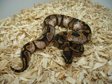 SUGAR (VPI)