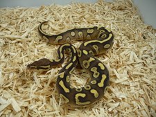 SULFUR MOJAVE