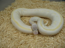 SULTAN