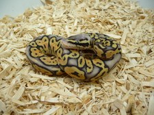 SUPER PASTEL