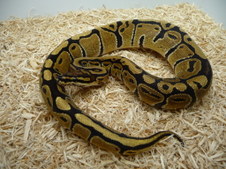 VANILLA