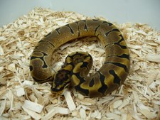 WOMA