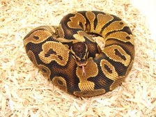 YELLOW BELLY