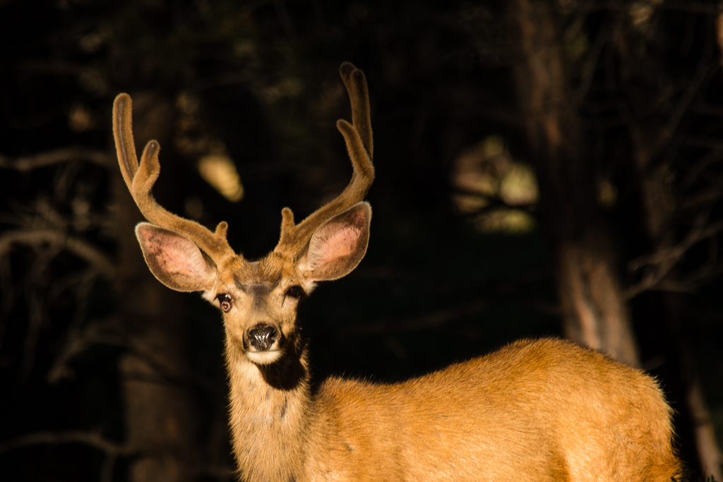 20130801_Elk%20Ridge_Camping-340W.jpg