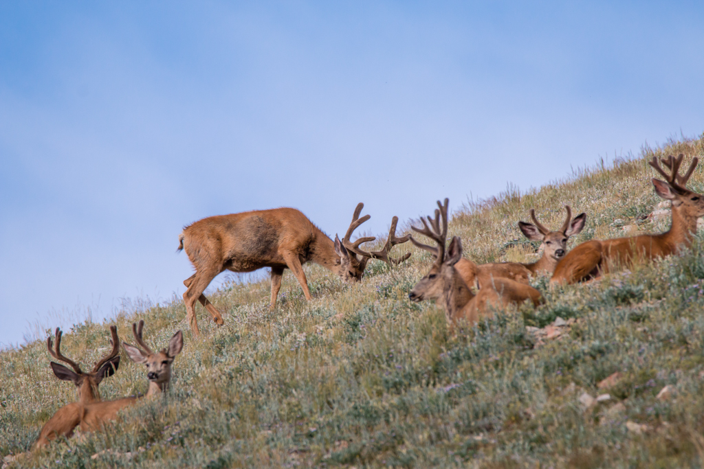 20140801_Deer-168-W.jpg