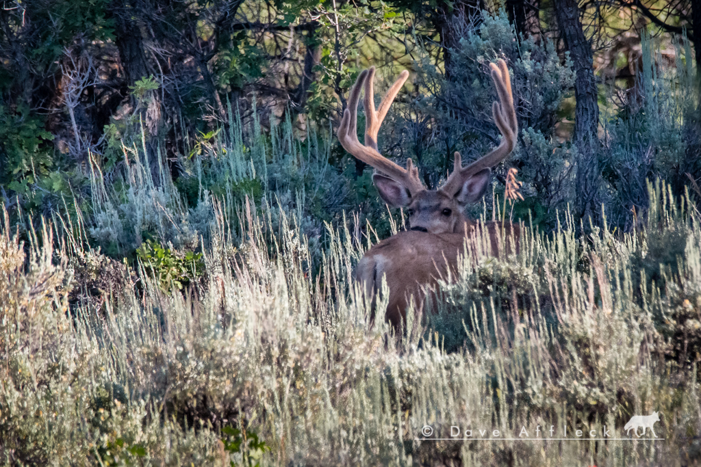 Nice mule deer buck in velvet