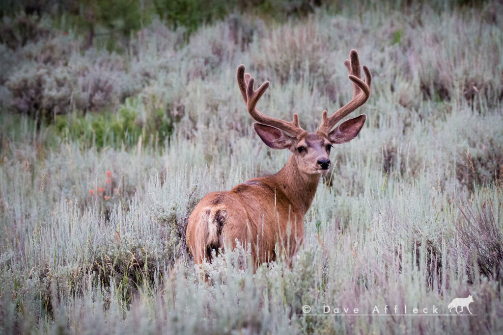 Mule deer buck in velvet