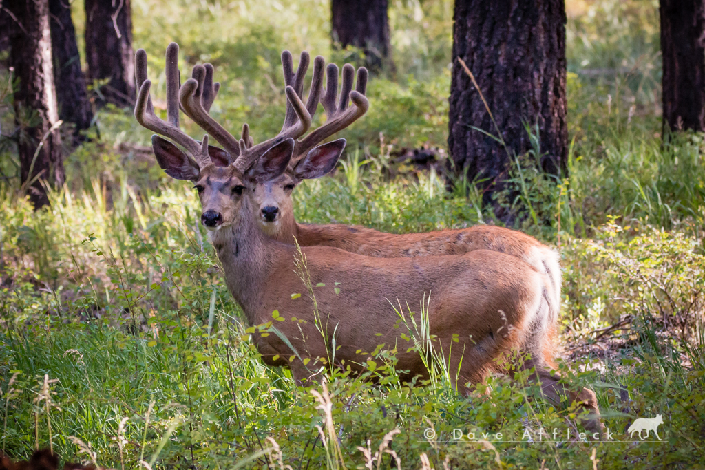 Pair of mule deer buck in velvet