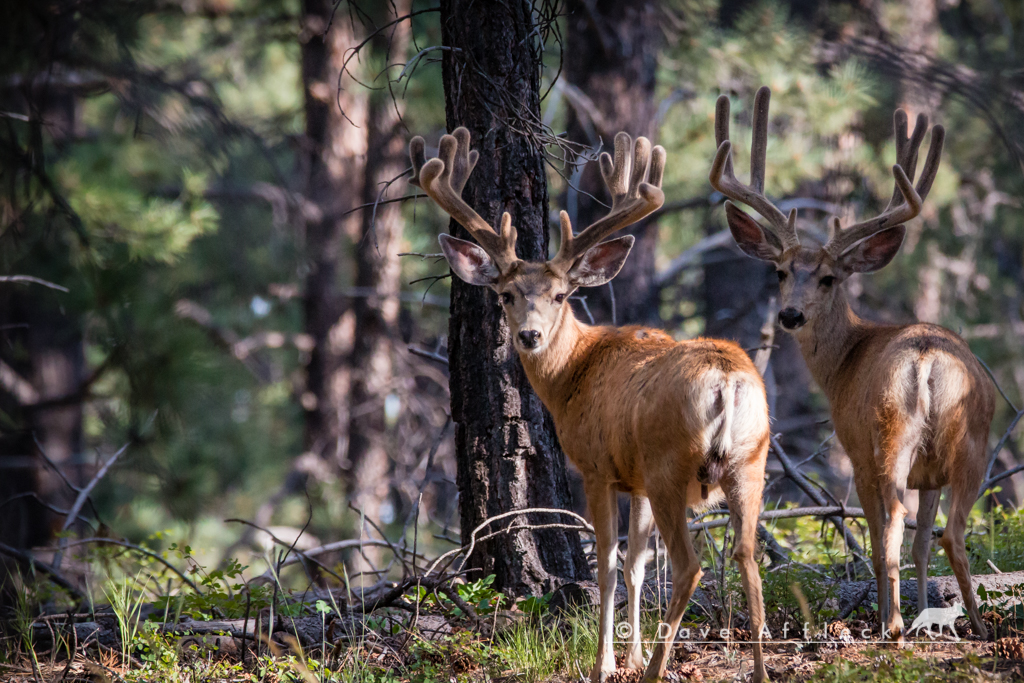 Unusual mule deer antlers