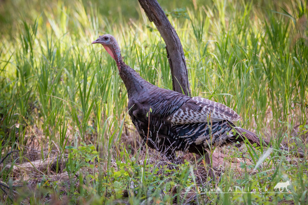 Wild turkey