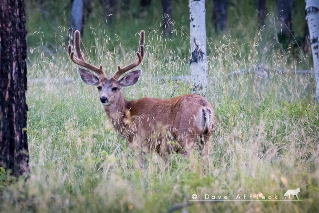 Muley in velvet